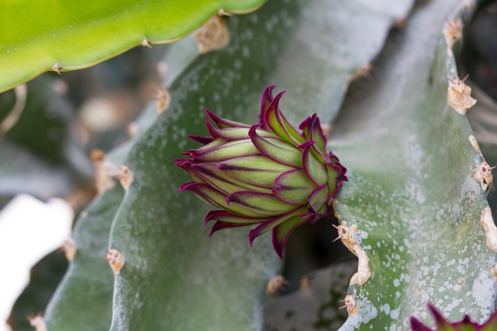 benefits of White Dragon fruit