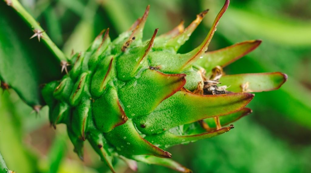 Nutritional Value of Green Dragon Fruit