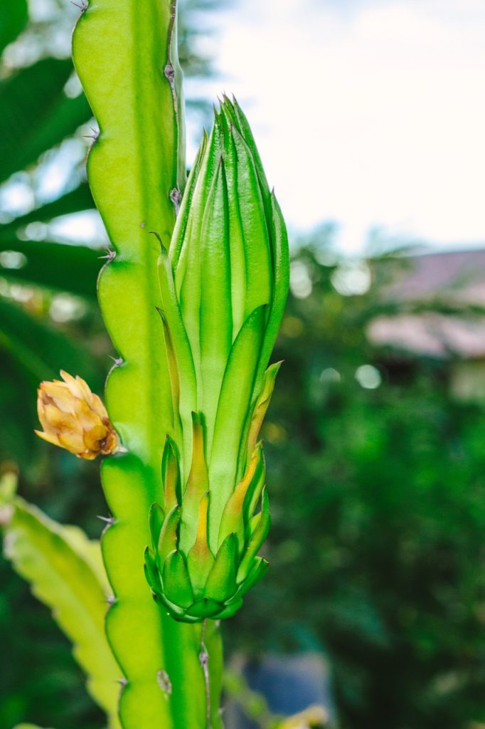 Golden dragon fruit, also known as yellow dragon fruit 