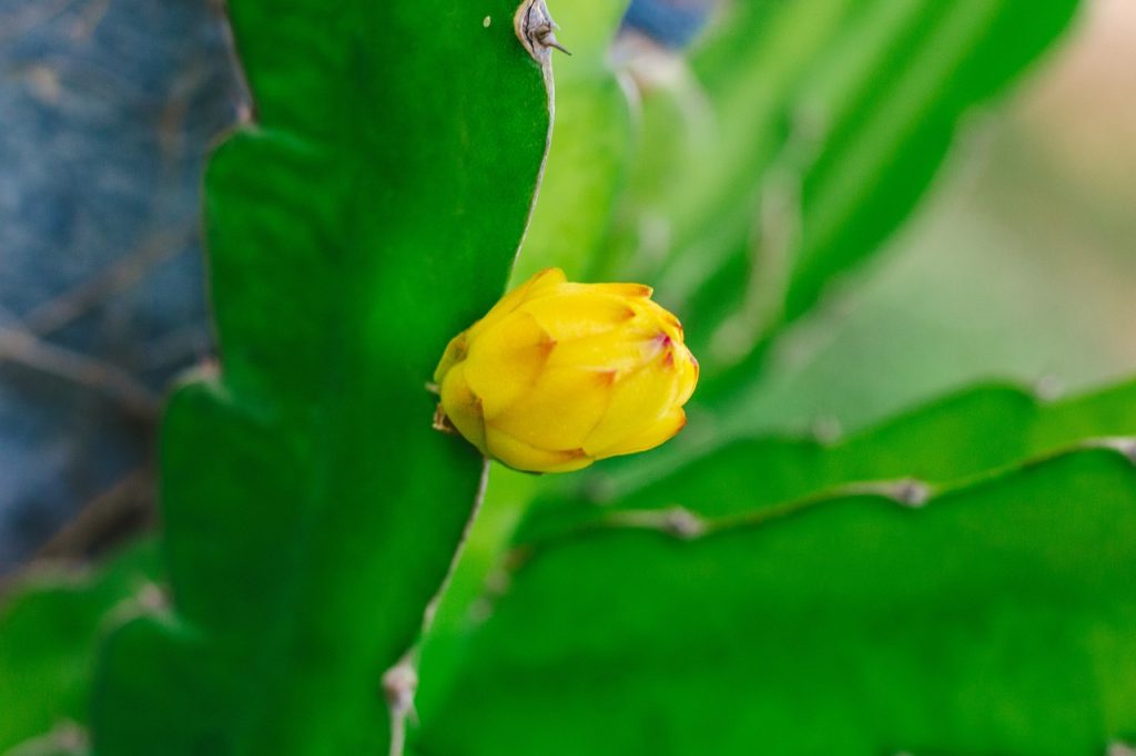 yellow pitahaya