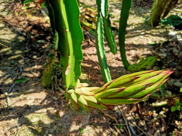 Yellow Dragon fruit plant