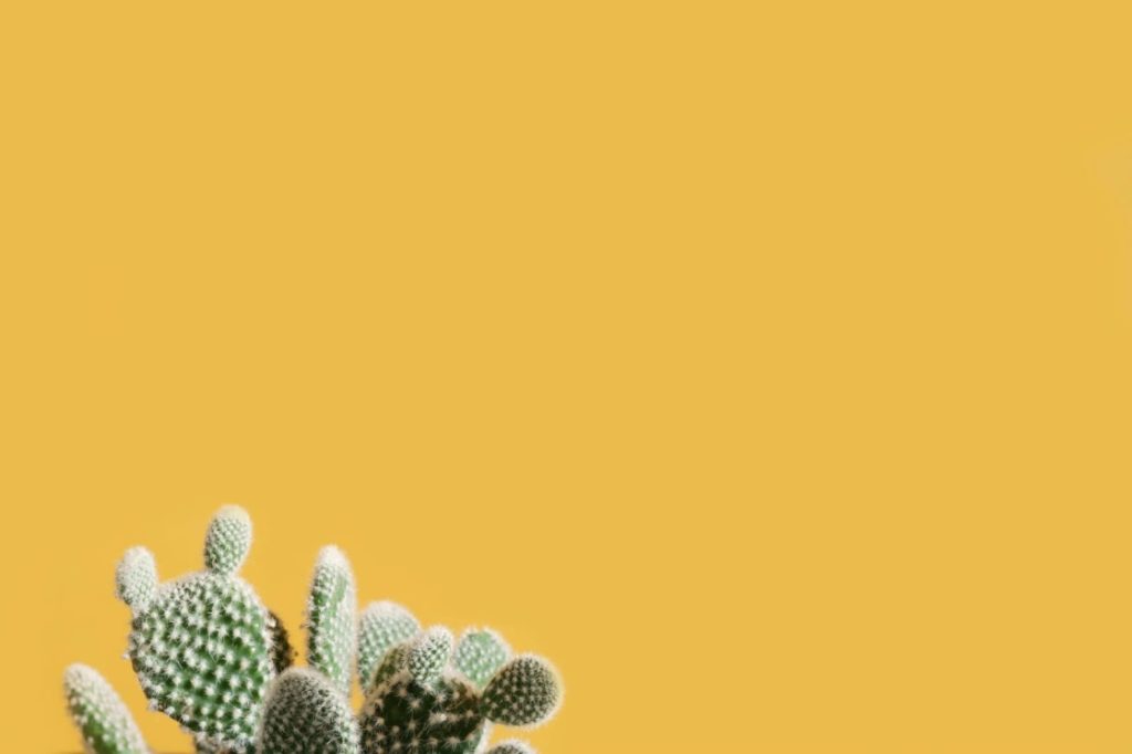Growing and Caring for Dragon Fruit Cactus