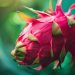 Benefits of Dark Star Dragon Fruit