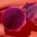 Benefits of Natural Mystic Dragon fruit