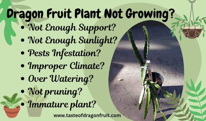 10 Possible Reasons Why Is Dragon Fruit Plants Not Growing