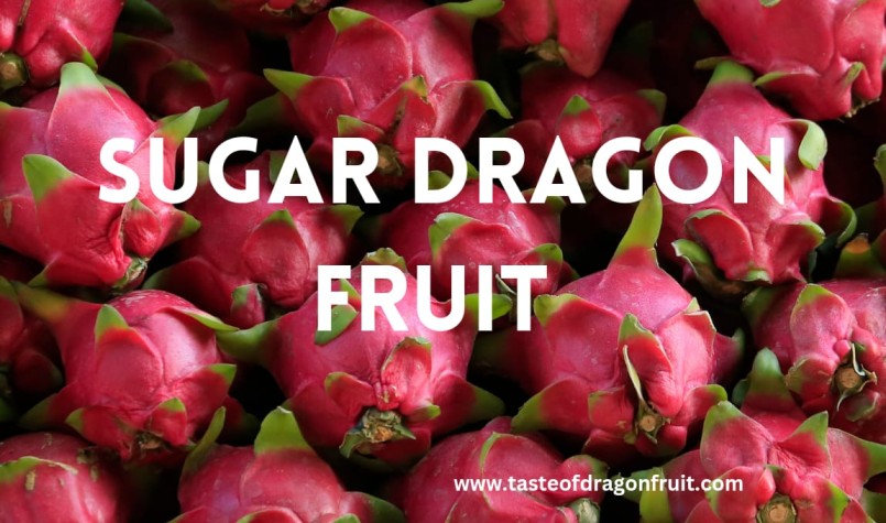 Benefits of Growing Sugar Dragon Fruit