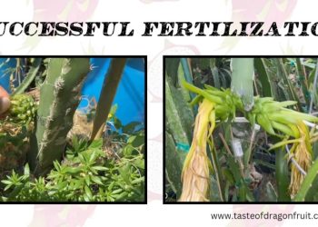 How to Pollinate Dragon Fruit