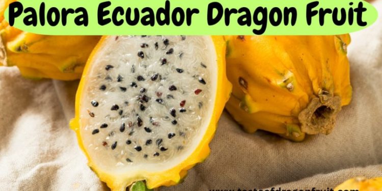 Palora Ecuador Dragon Fruit