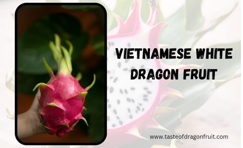 On a Diet? Choose Vietnamese dragon fruit