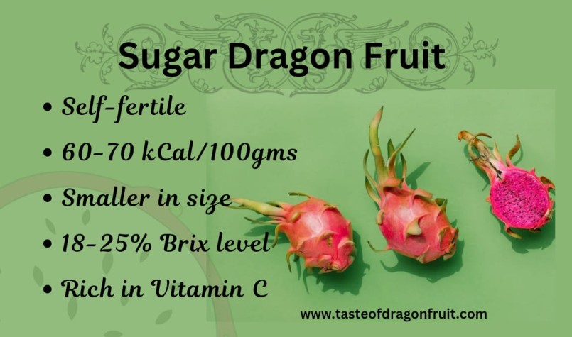 What is the difference between sugar dragon fruit and other dragon fruit varieties