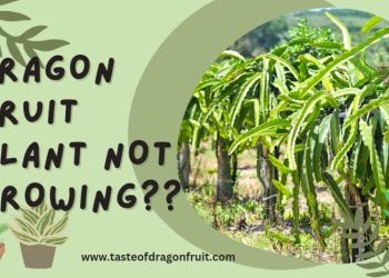 my dragon fruit is not growing