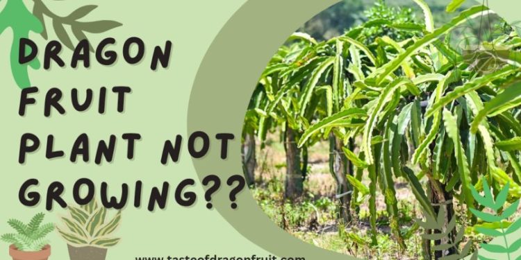my dragon fruit is not growing
