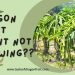 my dragon fruit is not growing