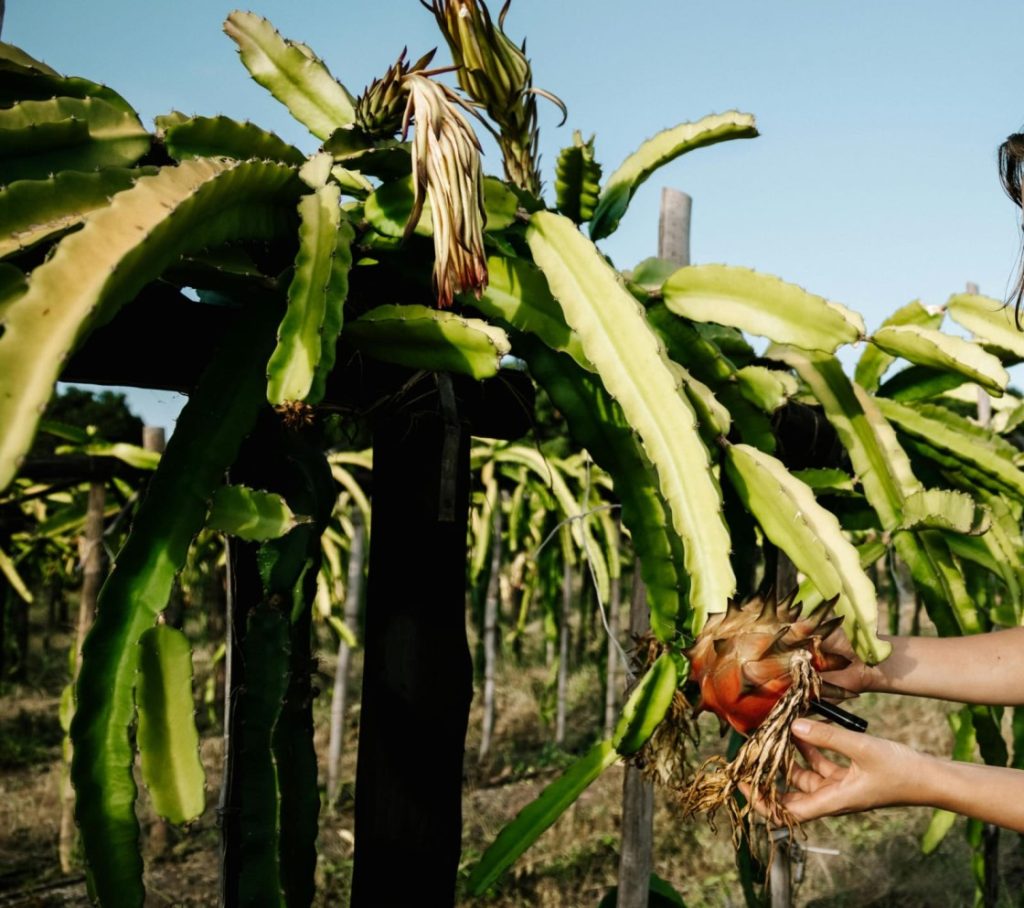 Harvesting of Dragon Fruit!