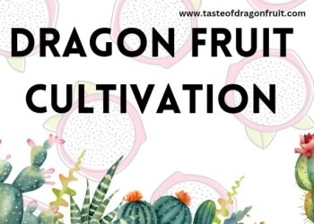 Dragon Fruit Cultivation