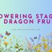 Dragon Fruit Flowering Stages