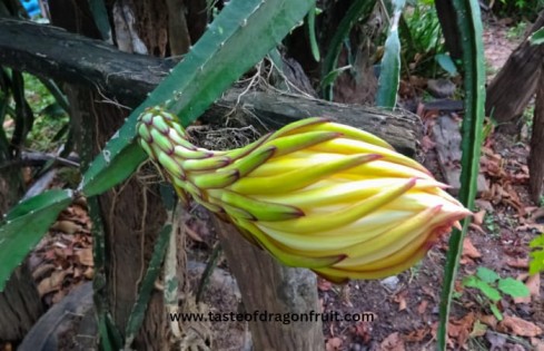 Flowering Success in Dragon Fruit