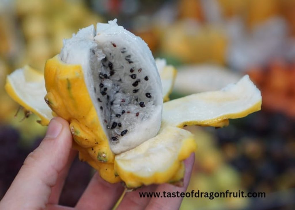 What is the growth rate of yellow dragon fruit?