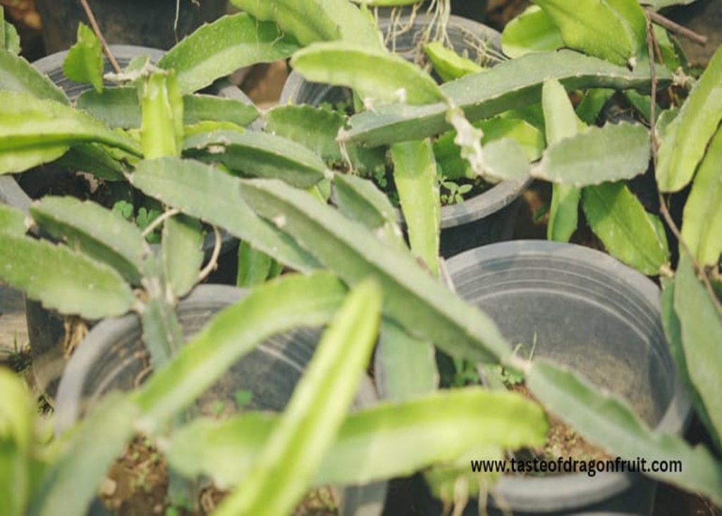 Is Yellow Dragon fruit self-fertile