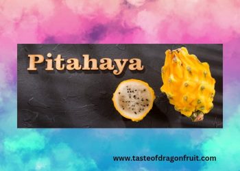 How to Grow Yellow Dragon Fruit