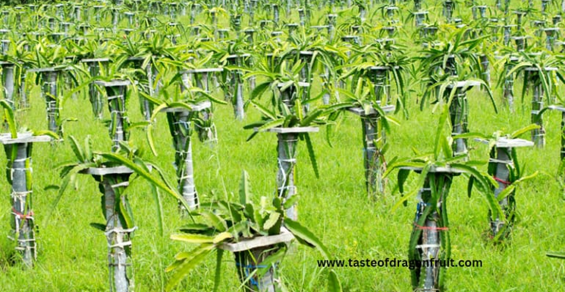 How to Take Care of a Dragon Fruit Plant A Comprehensive Guide