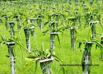 How to Take Care of a Dragon Fruit Plant A Comprehensive Guide
