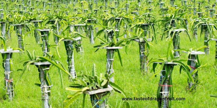 How to Take Care of a Dragon Fruit Plant A Comprehensive Guide