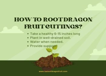 How to Root Dragon Fruit Cuttings