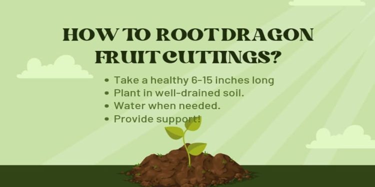 How to Root Dragon Fruit Cuttings