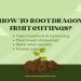 How to Root Dragon Fruit Cuttings
