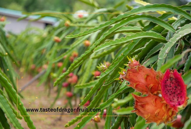 Frankie's Red Dragon Fruit