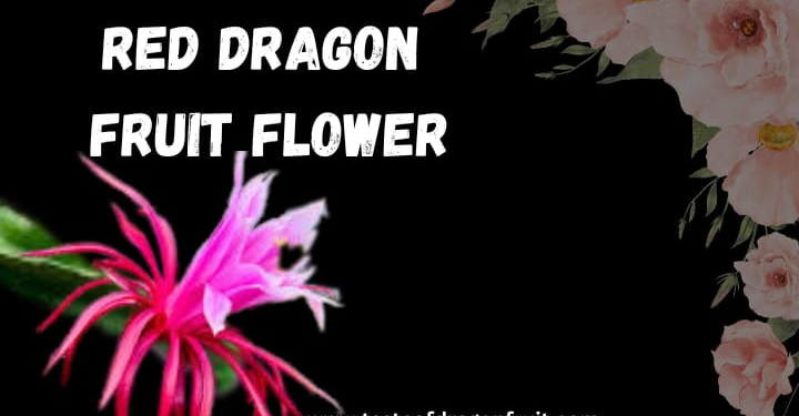 Red Dragon Fruit Flowers