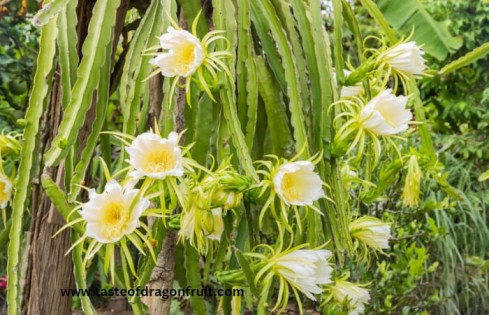 How many times does a dragon fruit flower bloom?