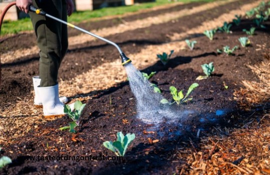 What is the Best Time to Water Dragon Fruit Plant